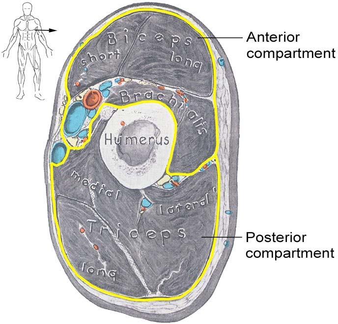 Innervation Divisions Derived from: Ventral musculature Innervated by Anterior Division of
