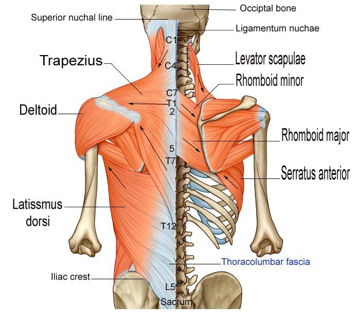 Muscles connecting UL to vertebral col.
