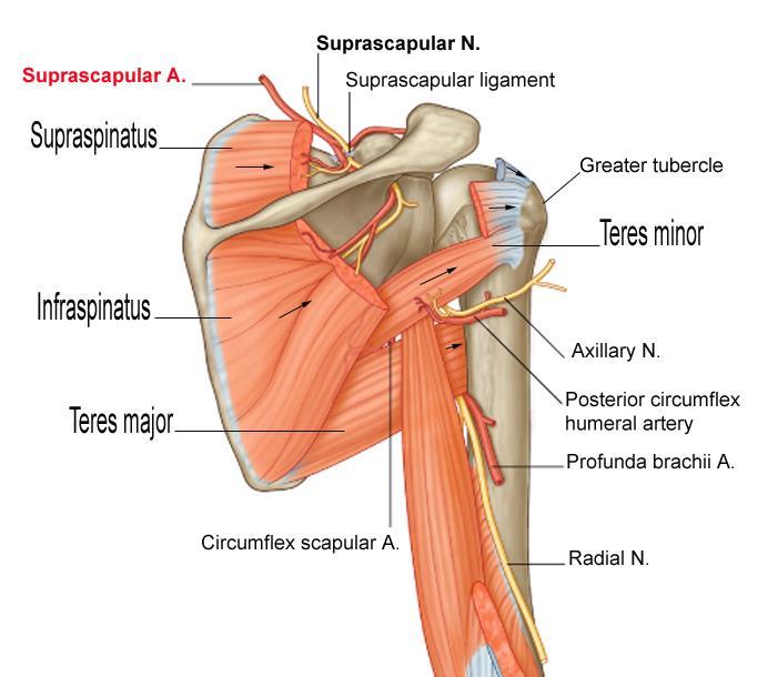 Rotator cuff muscles of shoulder Form of 4 muscles: Supraspinatus Infraspinatus Teres minor Subscapularis Their tendons flatten at their insertion and blend with the capsule of the shoulder