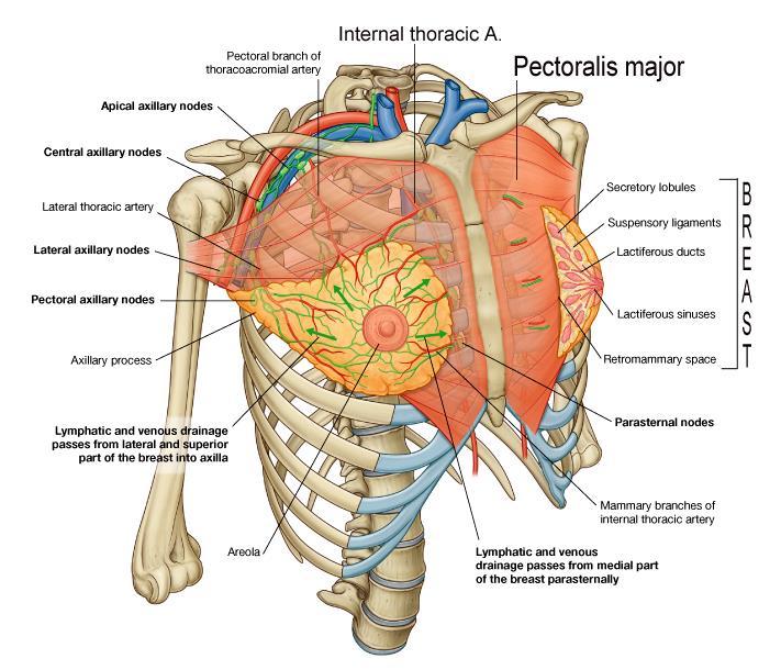 Pectoral Region Breast region. Contents: 1. Skin. 2. Superficial fascia. 3. Breast. 4. Deep fascia. 5.