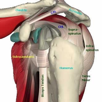 4 intrinsic shoulder muscles 1) Supraspinatus 2) Infraspinatus 3) Teres minor 4)