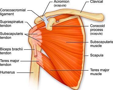 Functional exception: All except supraspinatus are rotators of the humerus Supraspinatus, besides