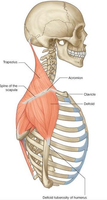 The superficial muscles of the shoulder trapezius & deltoid muscles together form the smooth