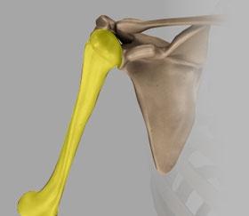 A "ball" at the top of the upper arm bone called the humerus fits neatly into a "socket" called the glenoid, a part of the shoulder blade or scapula.