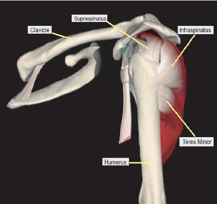 Rotator Cuff Repair When a Rotator Cuff Tendon tears a surgeon will repair or reattach the tendon to the Greater Tuberosity of Humerus.