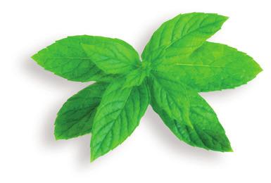 Peppermint Oil Peppermint has a long tradition of medicinal use, with archaeological evidence placing its use at least as far back as ten thousand years.