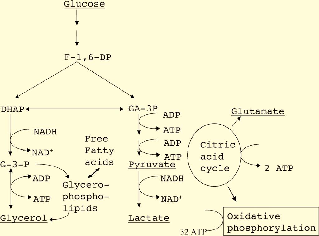 16 Introduction Glucose supply and metabolism In closing up to the area of interest, the periventricular white matter and its vulnerable content of myelinated axons, oligodendrocytes, astrocytes, and