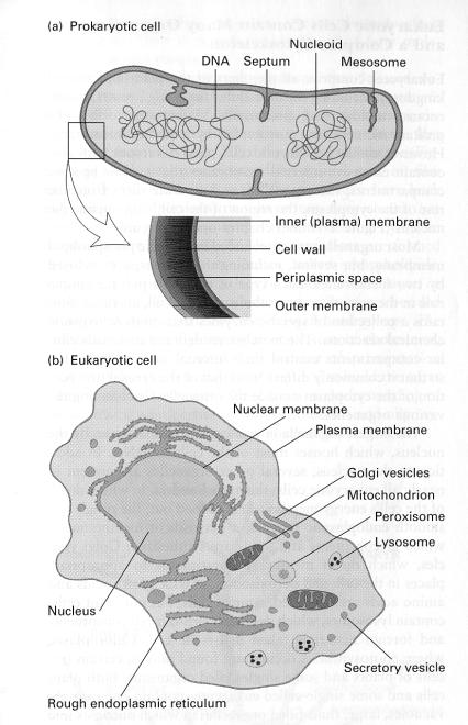 Basic unit of life (except virus) CELLS Prokaryotic, w/o nucleus, bacteria Eukaryotic, w/ nucleus Various cell types specialized for particular function. Differentiation.