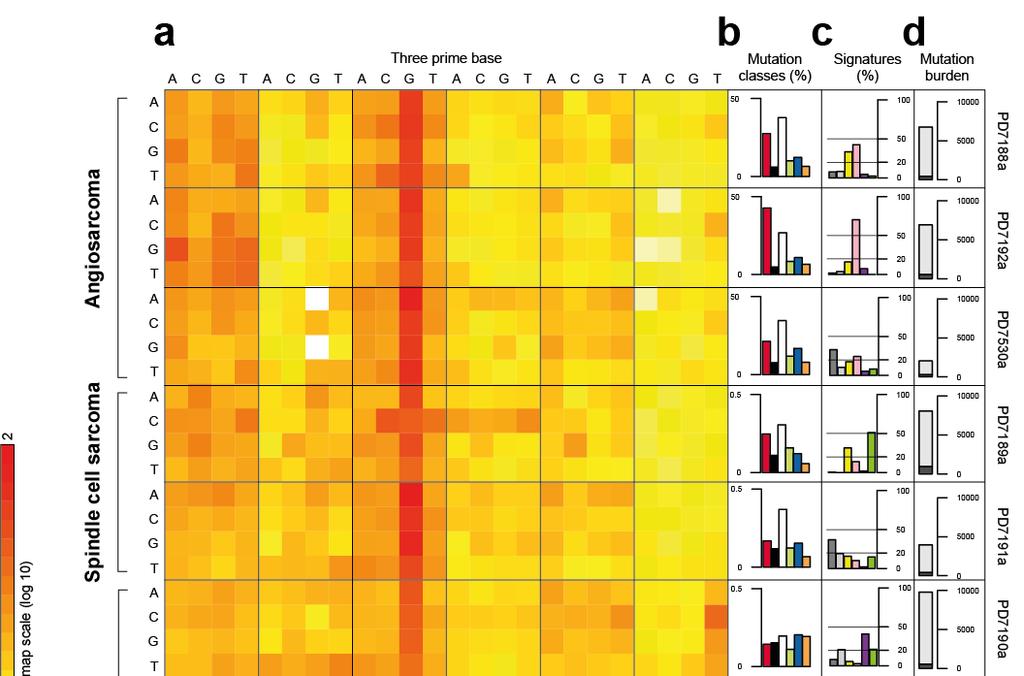 Supplementary Figure 1. Spectrum and signatures of substitutions. a. Heatmaps of trinucleotide context of substitutions.
