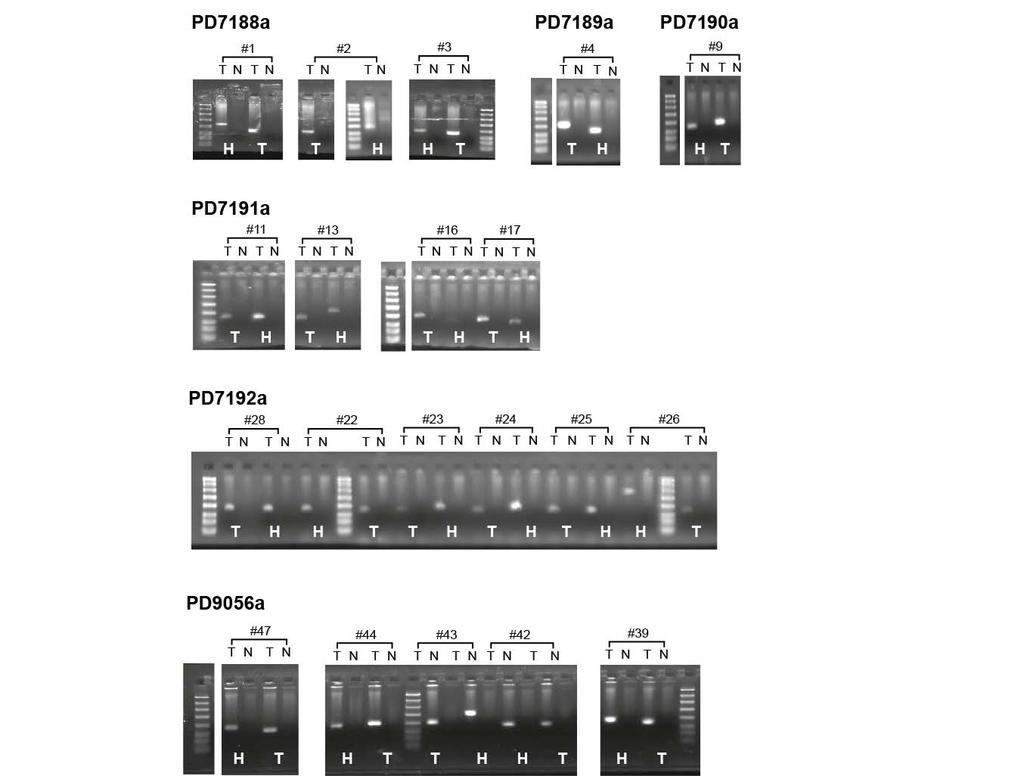 Supplementary Figure 3. PCR gels validating balanced inversions.