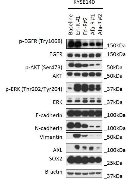Supplementary Figure 4. Mechanism of EGFR-resistant KYSE140.