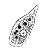 Protozoa: Entamoeba histolytica Morphology:- Trophozoite No regular in shape, 20~60μm in size.