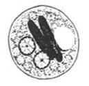 Protozoa: Entamoeba histolytica Cyst Spherical in shape & 10~20μm