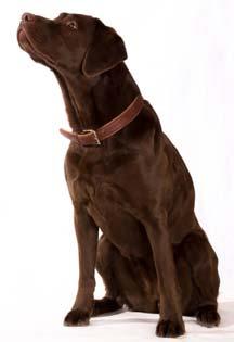 Labrador Retriever Genetic predispositions All creatures carry the genes of their ancestors - for good and bad.