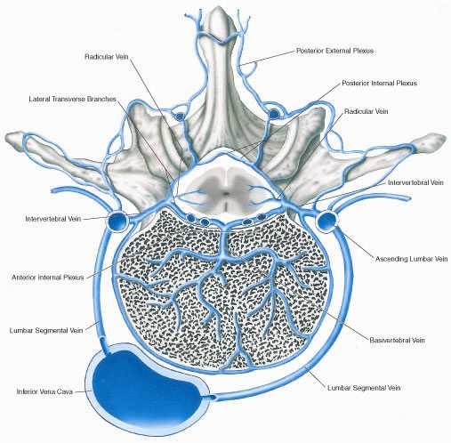 Lülikehade verevarustus Arteriaalne süsteem Harud tulevad vertebraal-, interkostaal-, lumbaar- või sakraalarteritelt, mis lokaliseeruvad lülikehade anterolateraalsel pinnal Parim verevarustus