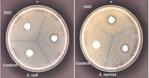 agent to inhibit bacterial growth was first tested using a disc diffusion method. Cotton discs (10 mm) with or without the ZnO nanoparticle coating, were tested and the results are shown in Table 1.