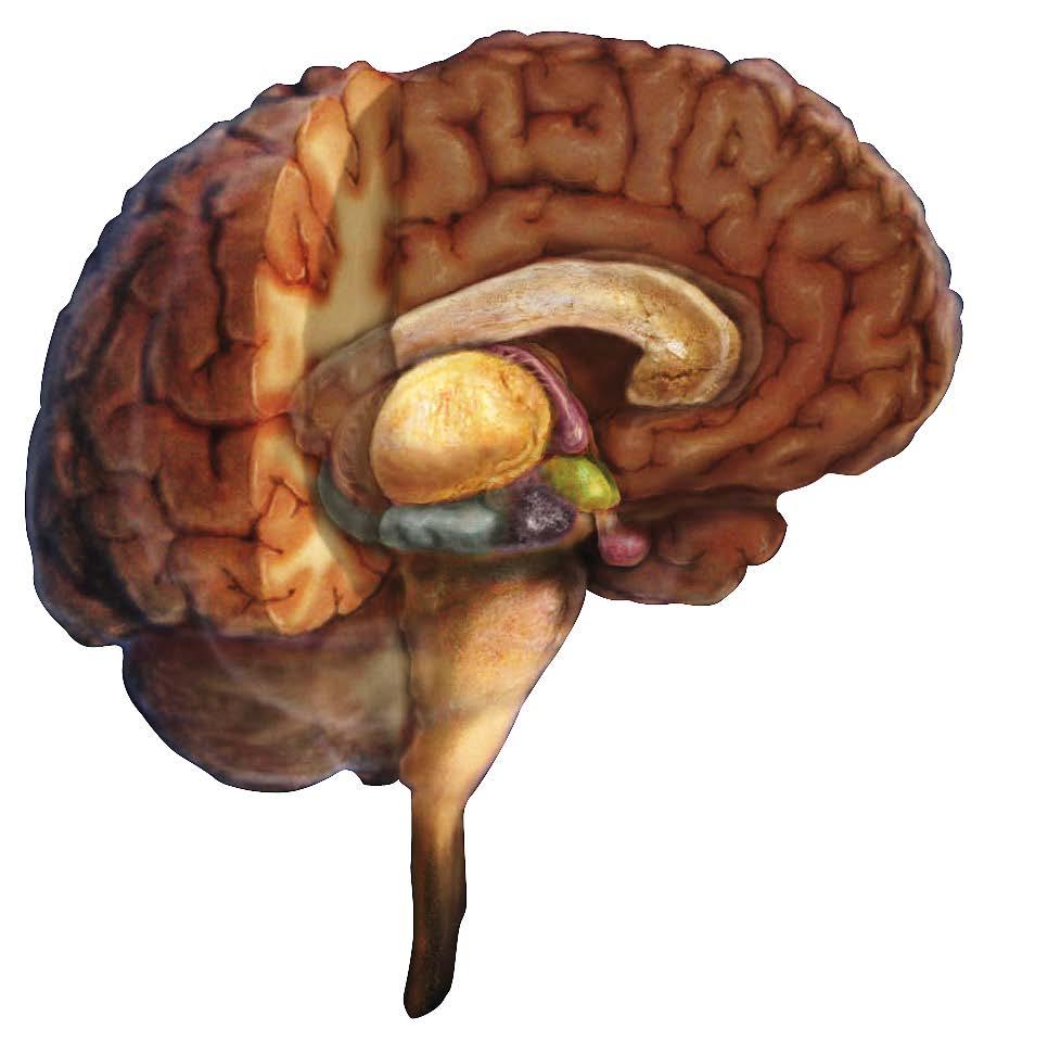 The depressed brain: major areas of dysfunction Limbic