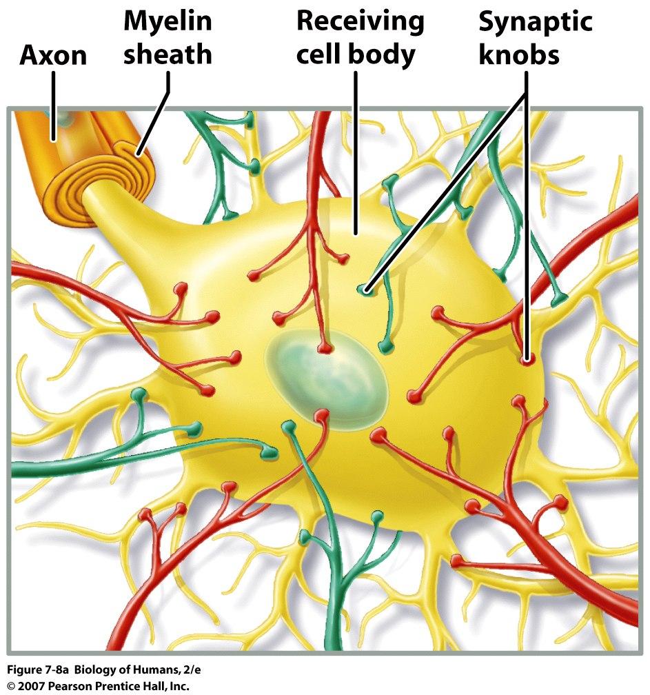 Chemical synapses use neurotransmitters that cross synaptic clefts Synapse region where neuron meets its