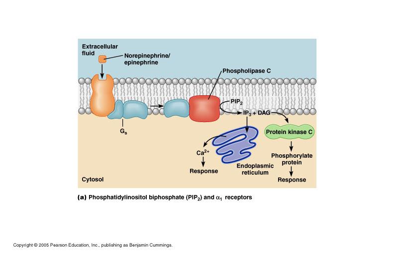 Norepinephrine and Epinephrine (Adrenergic) Receptors Locations: Target cells of the sympathetic