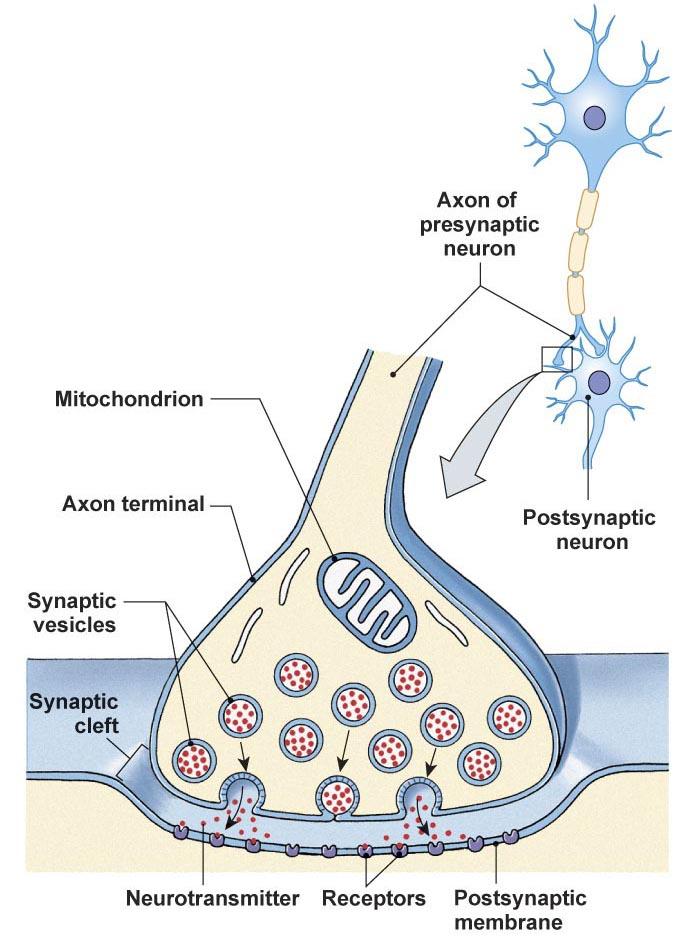 Neuromodulator: acts more slowly Neurohormone: released into the bloodstream Neurotransmitters 1.