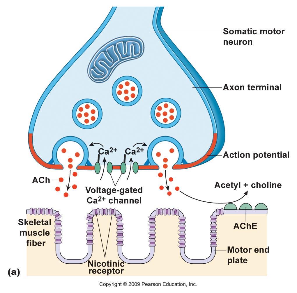 plate) Nicotinic receptors are chemically-gated ion channels that are permeable to Na+ Na enters the postsynaptic cell, resulting in a graded depolarization of the muscle fiber The Neuromuscular
