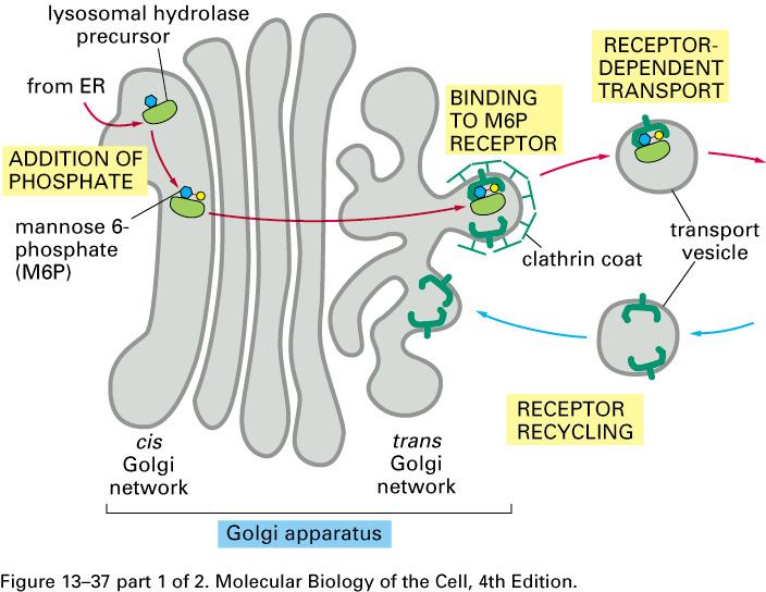 Adaptins bridge the M6P receptor to clathrin.