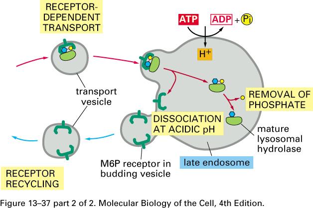 Acidic ph causes hydrolase to dissociate from the receptor.