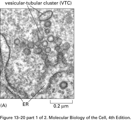 Vesicular tubular clusters Lacks many of the ER proteins Short-lived COPI-coated Retrograde