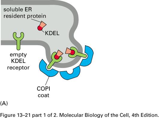 ER membrane proteins, KDEL sequence in soluble ER resident proteins ph controls affinity of