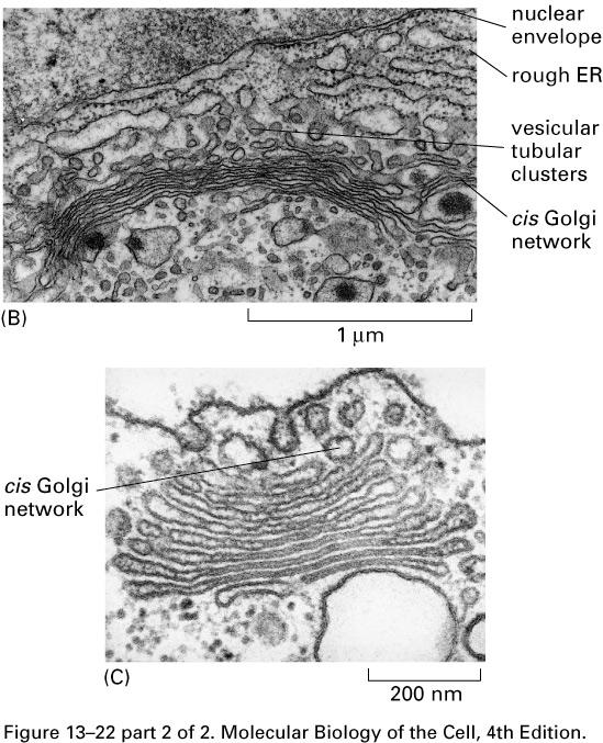 Ordered series of Golgi compartments Cisternae, tubular connections Plant cell Two main