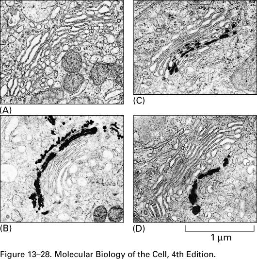 Oligosaccharide processing in the ER and the Golgi Histochemical stains: