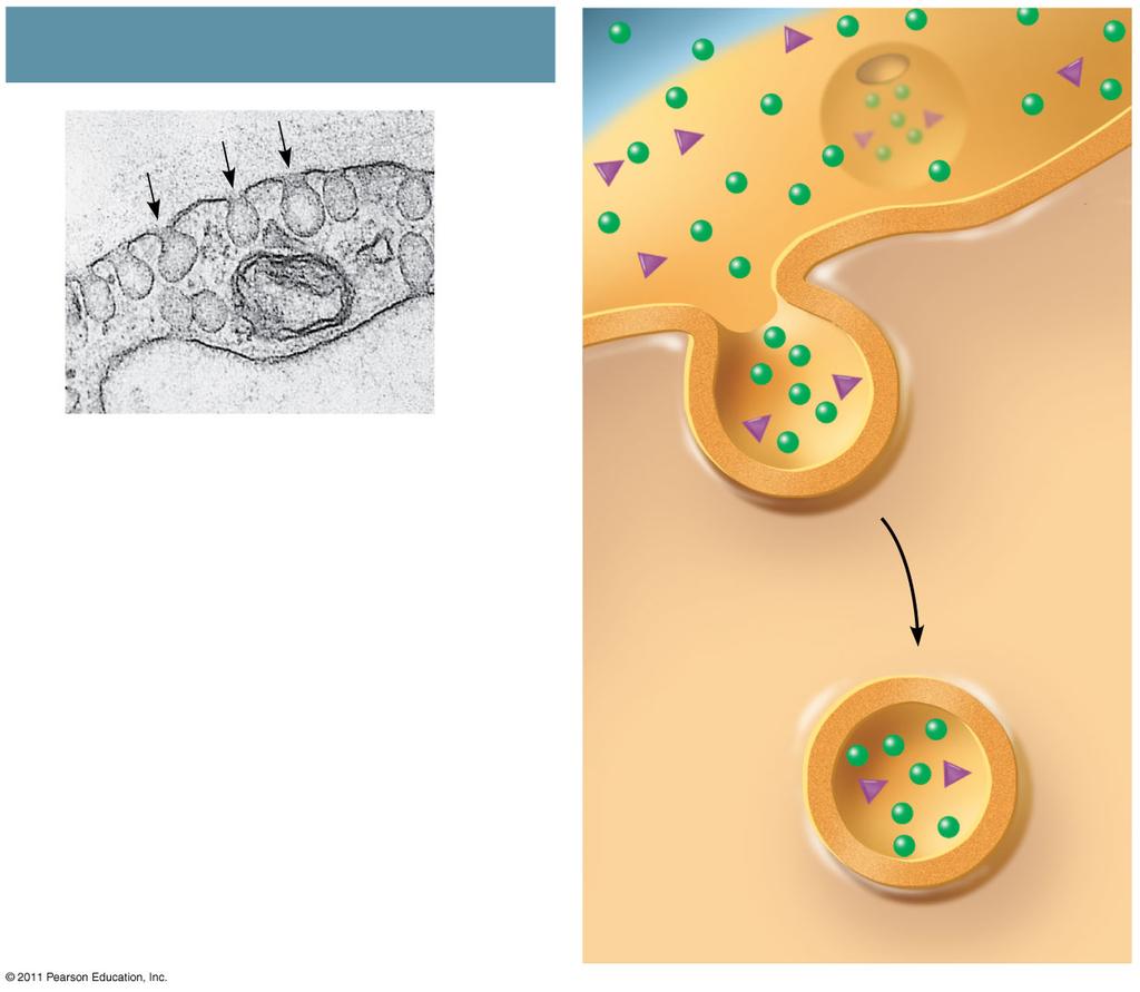 Bacterium Food vacuole 1 µm An amoeba engulfing a bacterium via phagocytosis (TEM).