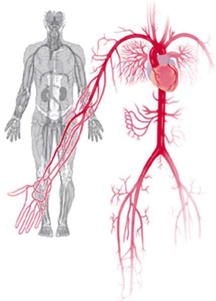 Capillaries: The smallest, bring nutrients & oxygen to the