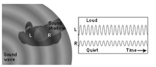 The duplex theory of binaural hearing Sensitivity to Interaural Level Differences (ILDs) Frequency-dependent the effect is larger at higher frequencies Head-size dependent larger heads create bigger