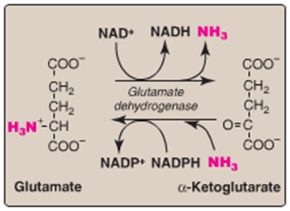 Nonessential amino acids are synthesized from the intermediates of metabolism.