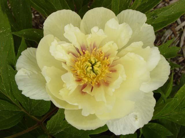 Yellow Peonies and