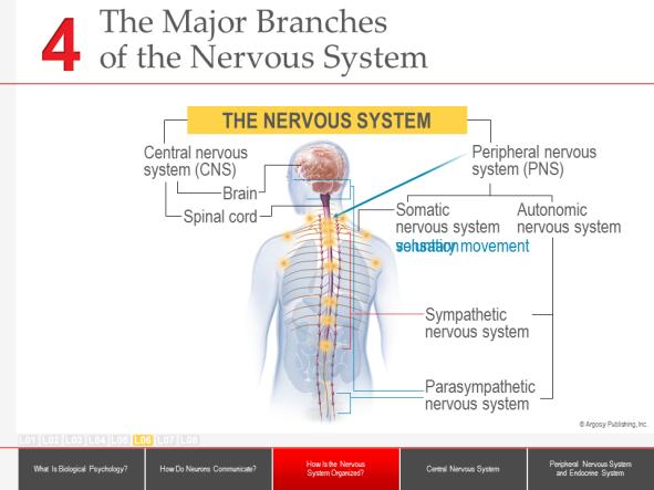 :: Slide 40 :: :: Slide 42 :: At the highest level of organization, the nervous system is divided into the central nervous system and the peripheral nervous system.