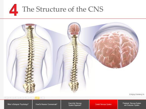 Unlike the peripheral nervous system, the central nervous system is encased in bone the skull and vertebrae.