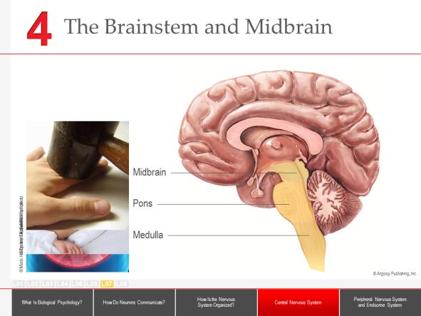 :: Slide 44 :: :: Slide 45 :: The medulla is needed to control basic functions such as heartbeat, breathing, and blood pressure. Damage to the medulla usually results in a quick death.