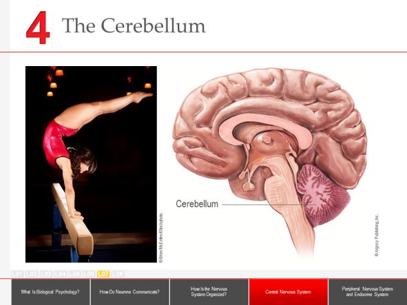 The midbrain includes regions that control sensory reflexes and the experience and management of pain.