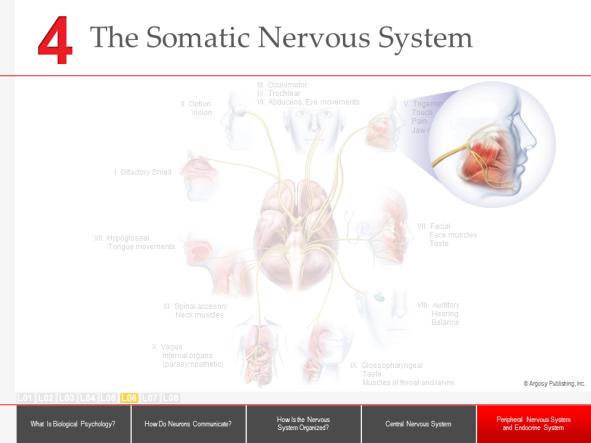 :: Slide 51 :: :: Slide 52 :: One branch of the peripheral nervous system, the somatic nervous system, serves two functions.
