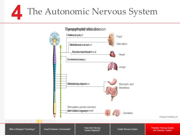 Sensory and motor neurons fibers within this system often travel along the same nerve fibers.
