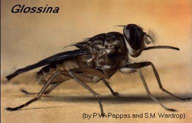 The Vector (Tsetse Fly) Resemble house flies 29 to 31 total species and subspecies but only 6 are recognized as vectors for human disease vectors Glossina palpalis, G. tachinoides, G. fuscipes, G.