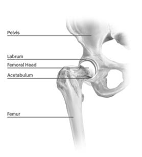 HIP JOINT Synovial ball-and-socket