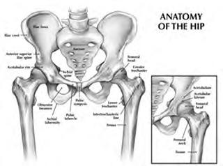 and acetabulum Acetabulum formed by the