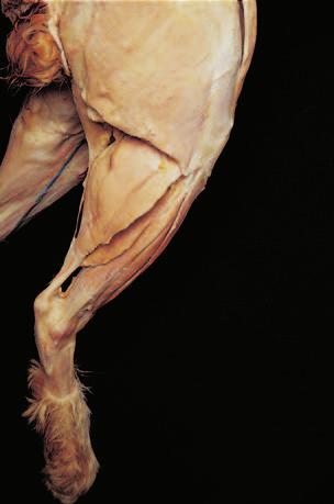7b, locate the following muscles on the medial leg: Tibialis anterior Flexor digitorum Gastrocnemius 3.