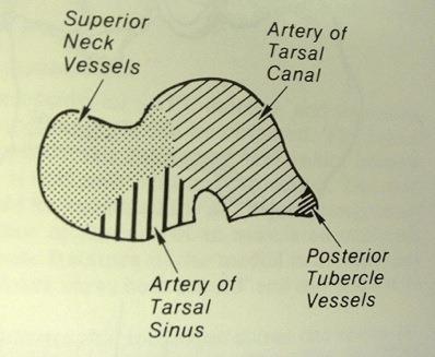 Vascularity Artery of tarsal canal majority of talar body b.s. Need at least 1 of 3