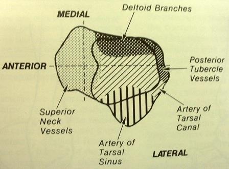 Canal Posterior tubercle vessels Superior Neck Vessels Artery of Tarsal Sinus Artery