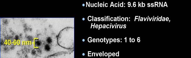 HCV Epidemiology, Screening, Natural History,