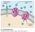 Passive Membrane Transport: Diffusion Passive Membrane Transport: Osmosis Facilitated diffusion large, polar molecules such as simple sugars Combine with protein